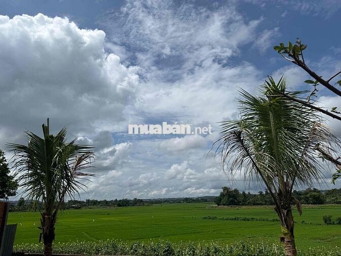 🌳 CHÍNH CHỦ BÁN ĐẤT ĐẸP THÔN TỰ THÀNH – PHƯỜNG EA KAO, ĐẮK LẮK