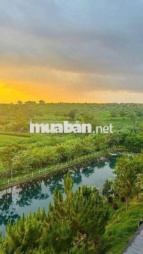 Kẹt tiền bán gấp Lô Đất khu Làng Omm, phường 2 Bảo Lộc