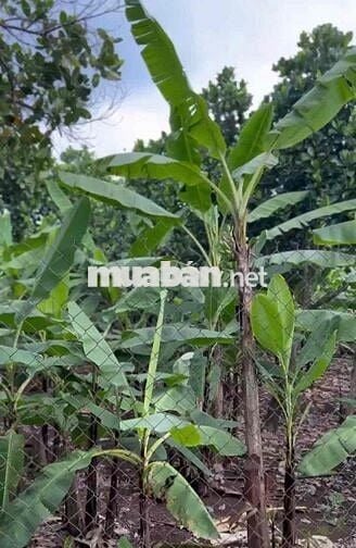 Bán 1.000m² đất 2 mặt tiền tại Xuân Thiện, Thống Nhất, Đồng Nai