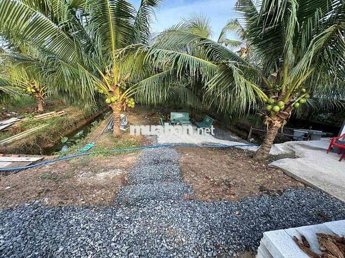 Đất nhà mặt tiền,full dừa xiêm,gần KCN và Cao tốc 33
