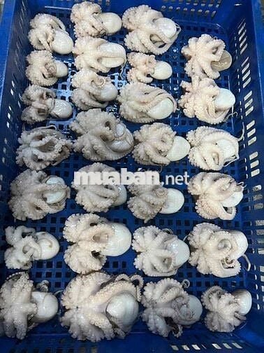 CẦN TUYỂN KẾ TOÁN BÁN HÀNG XUẤT HOÁ ĐƠN