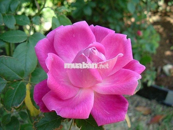 Cho thuê phòng ngõ 297 Ngọc Thụy