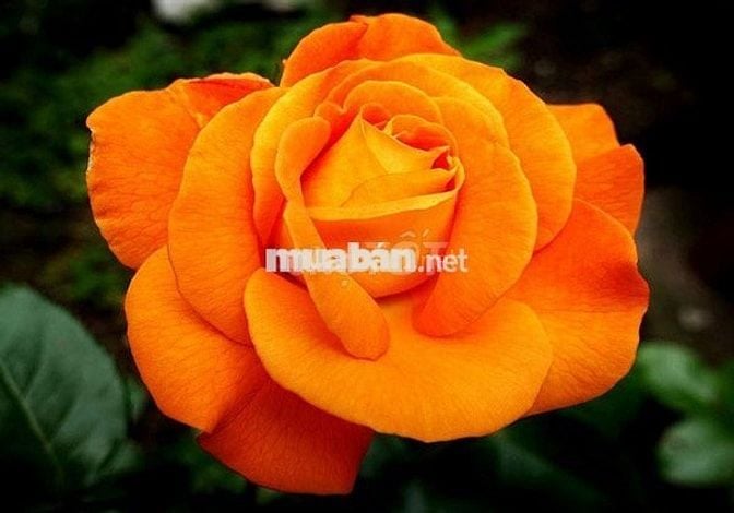 Cho thuê phòng ngõ 297 Ngọc Thụy