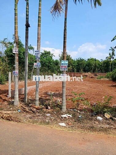 Bán đất đường N2, Đạt Lý, Tân An