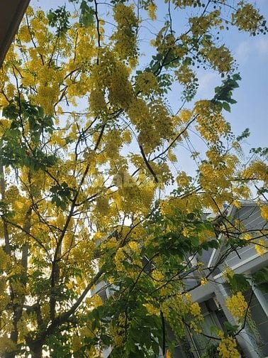Bán Tòa Nhà Căn Hộ Dịch Vụ Đang Khai Thác, giá 7.7 tỷ