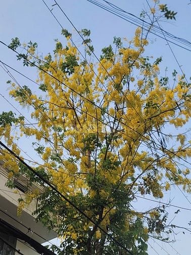 Bán Tòa Nhà Căn Hộ Dịch Vụ Đang Khai Thác, giá 7.7 tỷ
