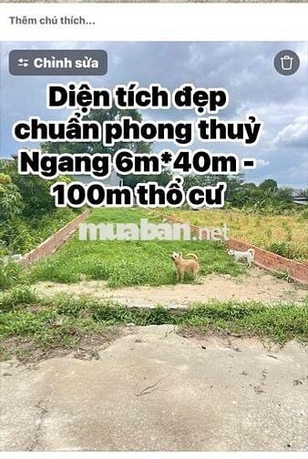 Bán đất Đường 29- Thôn Tân Lễ - Châu Pha - Ngay uỷ ban Châu Pha