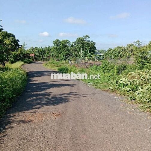 Nhà vườn 1300m2, cây ăn trái đường nhựa 8m thông , giá 420 triệu
