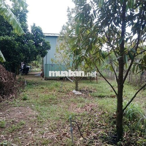 Nhà vườn 1300m2, cây ăn trái đường nhựa 8m thông , giá 420 triệu