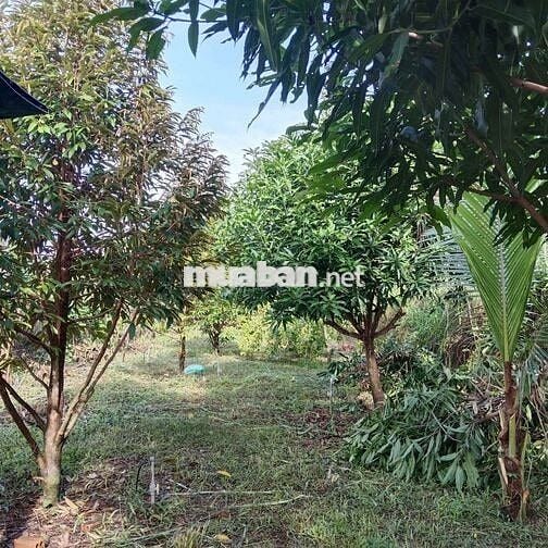 Nhà vườn 1300m2, cây ăn trái đường nhựa 8m thông , giá 420 triệu