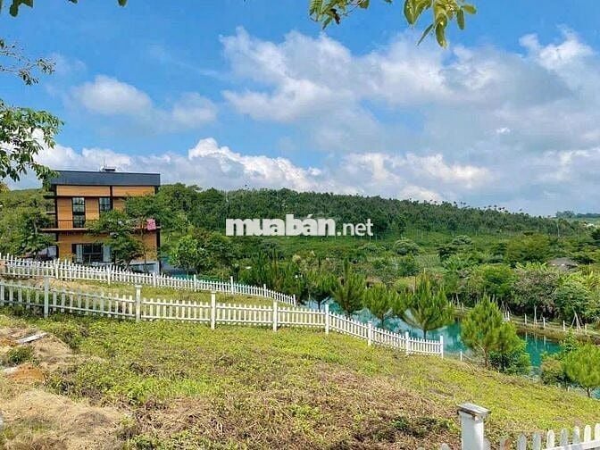 CHÍNH CHỦ BÁN ĐẤT THỔ CƯ 5*30M P2, BẢO LỘC NGAY TÂM CHÂU FARM