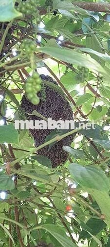 Bán đất trồng cây lâu năm ở Đà Nẵng