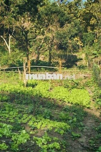 Bán đất trồng cây lâu năm ở Đà Nẵng
