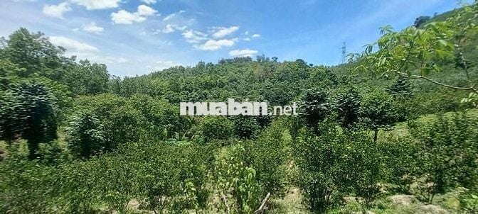 Bán đất trồng cây lâu năm ở Đà Nẵng