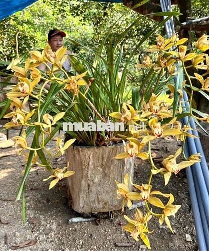 Bán đất trồng cây lâu năm ở Đà Nẵng