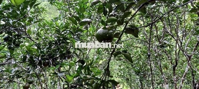 Bán đất trồng cây lâu năm ở Đà Nẵng