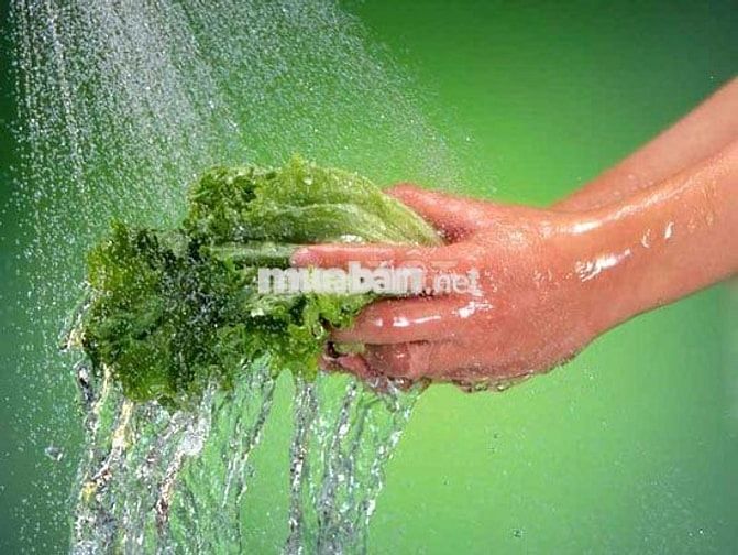 [LÀM NGAY, ỨNG LƯƠNG] 4 NHÂN VIÊN RỬA RAU CẦN THƠ