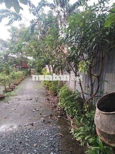 Bán nhà vườn, thích hợp về hươu Nghỉ dưỡng. DT 2300m có 680m thổ cư.