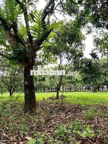 🔥 Chỉ 550 Triệu/1000m² – Sát Sông La Ngà, Gần Hồ Trị An, Giá Ngộp !!