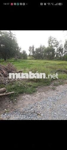 Đất thổ cư toàn bộ 700m2 ngang 20m sát bên chợ thị trấn Đức Huệ