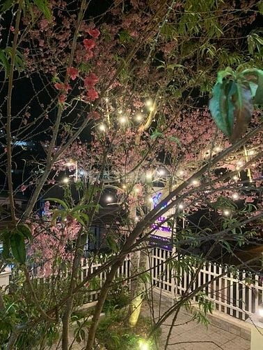 Nhà đất 2 mặt tiền An Bình, trung tâm TP Đà Lạt, thổ cư 1.470m² 42x35m