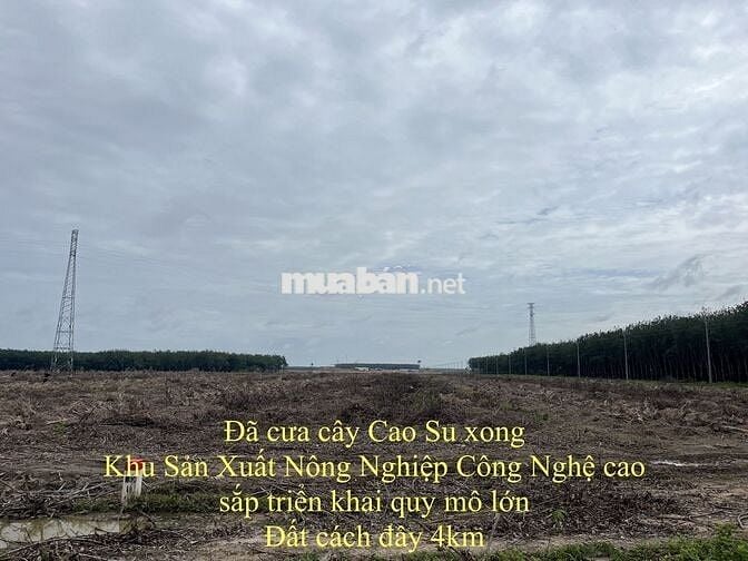 Cần Bán Gấp Đất Khu Dân Cư Ấp 2, Xã Suối Dây Giá Siêu Tốt !