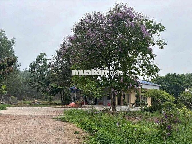 Cho Thuê Biệt Thự Vườn (3,125m2) KP Tân Cảng, P.Phước Tân- giá: 15tr