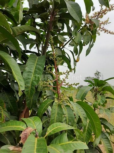 Chính chủ cần tiền bán gấp trại Vườn Xoài tại Cam Phúc Bắc, Cam Ranh