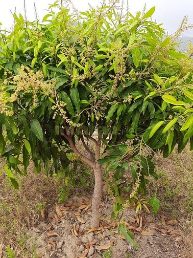 Chính chủ cần tiền bán gấp trại Vườn Xoài tại Cam Phúc Bắc, Cam Ranh