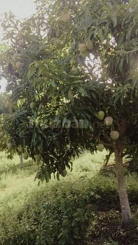 Chính chủ cần tiền bán gấp trại Vườn Xoài tại Cam Phúc Bắc, Cam Ranh