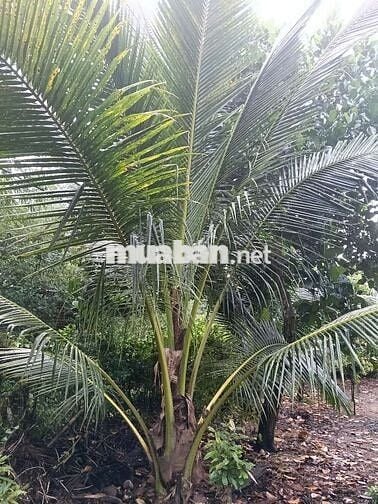 1,7 xào vườn cây ăn trái, có sẵn 300m thổ cư có nhà cấp 4