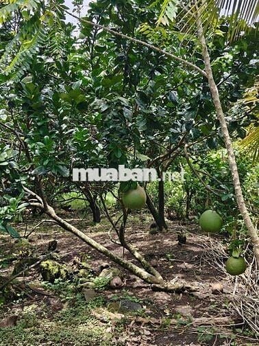 1,7 xào vườn cây ăn trái, có sẵn 300m thổ cư có nhà cấp 4