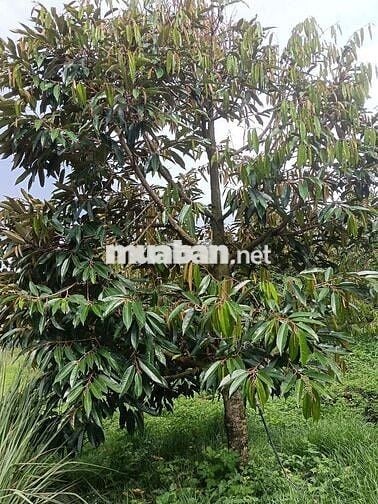 1,7 xào vườn cây ăn trái, có sẵn 300m thổ cư có nhà cấp 4