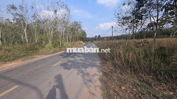Bán đất MT DH619, 4,5 tỷ TL, DT đất 1.620m2 có 300m2 đất XD, MG 2%