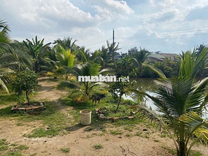 Bán nhà, đất, xưởng 5.500 m2 mặt tiền QL60 - Cách TP. Trà Vinh chỉ 4km