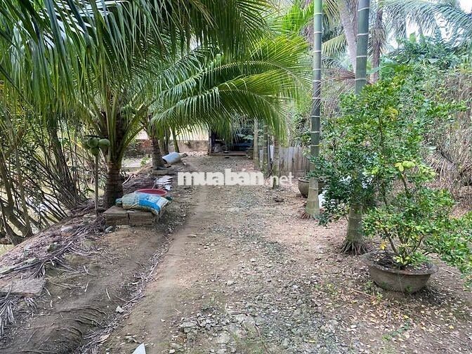 Bán nhà, đất, xưởng 5.500 m2 mặt tiền QL60 - Cách TP. Trà Vinh chỉ 4km