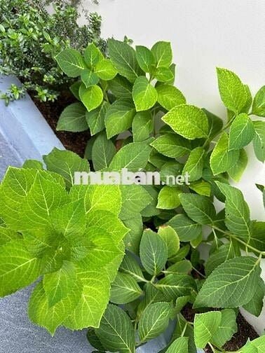 Đất phường Thành Tâm gần khu công nghiệp Chơn Thành