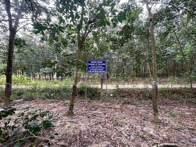 Công ty Đấu giá hợp danh Lam Sơn Sài Gòn THÔNG BÁO ĐẤU GIÁ TÀI SẢN