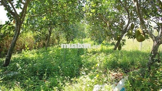 Chính chủ bán vườn mít hơn 2.000m² sát QL13, gần KCN Chơn Thành