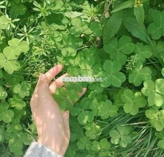 Nguyên căn 3PN gần cầu rạch ông TXS quận 7