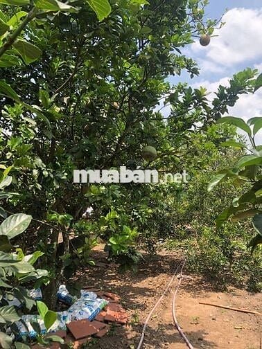 CHÍNH CHỦ CẦN BÁN GẤP NHÀ 2 MẶT TIỀN ĐƯỜNG BÀU LÁCH