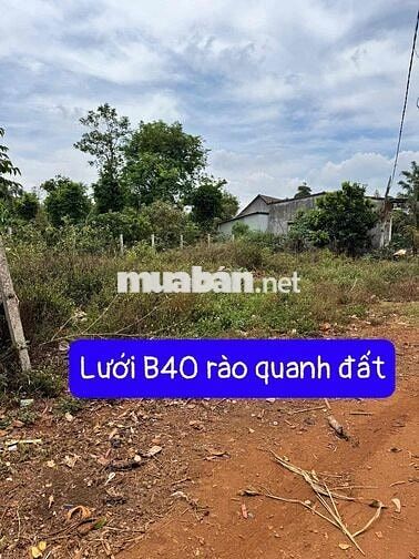 CẦN TIỀN GIẢM GIÁ BÁN NHANH ĐẤT MẶT TIỀN DÀI 23M KCN PHÚ XUÂN