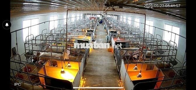 TUYỂN CÔNG NHÂN TRANG TRẠI HEO LƯƠNG TỐT