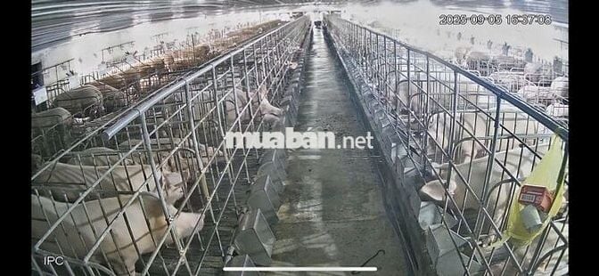 TUYỂN CÔNG NHÂN TRANG TRẠI HEO LƯƠNG TỐT