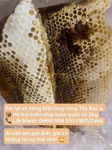 🍯 MẬT ONG CHUẨN RỪNG TÂY BẮC – CHO CÔ CHÚ, ANH CHỊ YÊU MẬT ONG THẬT