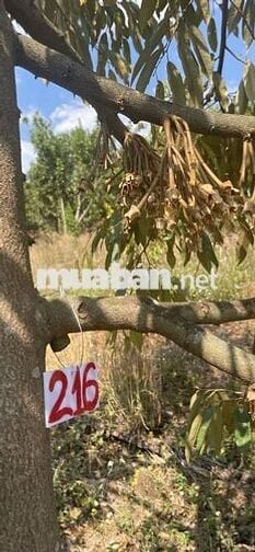 Bán Rẫy Sầu Riêng Cơ Hổi Đầu Tư Sinh Lời Bền Vững
