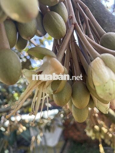 Bán Rẫy Sầu Riêng Cơ Hổi Đầu Tư Sinh Lời Bền Vững