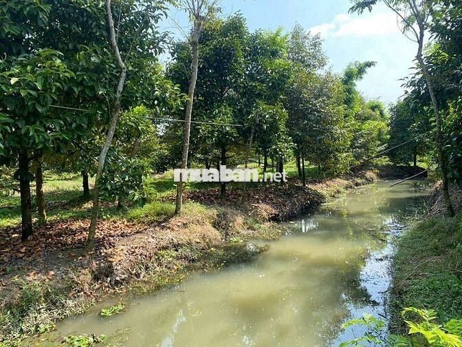 Bán 66m Mặt tiền tỉnh lộ 926 ( 16.000m2)