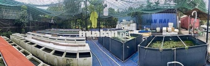 TUYỂN SINH VIÊN PHỤ VIỆC TRẠI CÁ