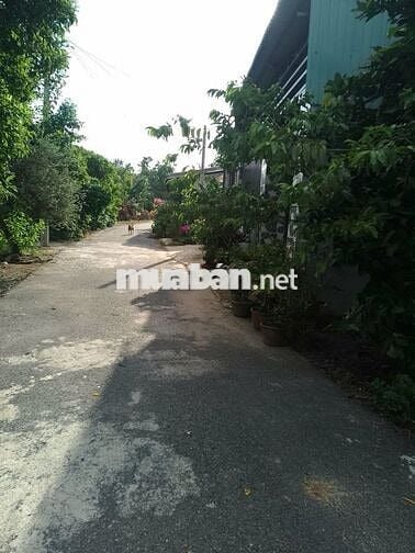 Bán gấp lô đất mt đường nhựa Tân Thạnh Tây củ chi